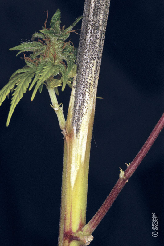 me-ch-24-botrytis-stem-02-532x800