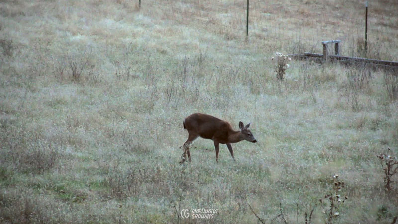 me-ch-24-deer