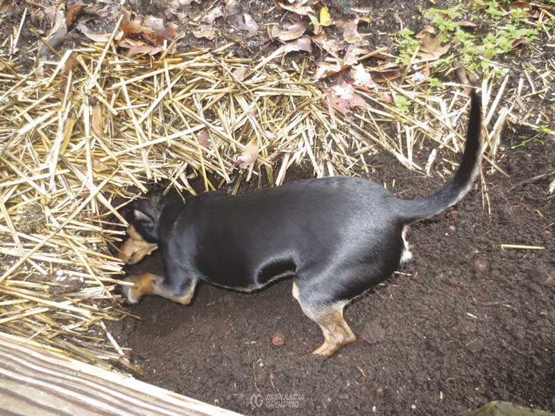 me-ch-24-dog-dig-img_9723