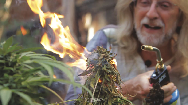 me-ch-24-flaming-bud-01-800x450-1