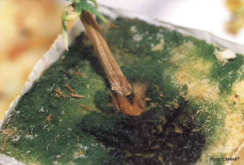 me-ch-24-fusarium-algae-v-800x541-1