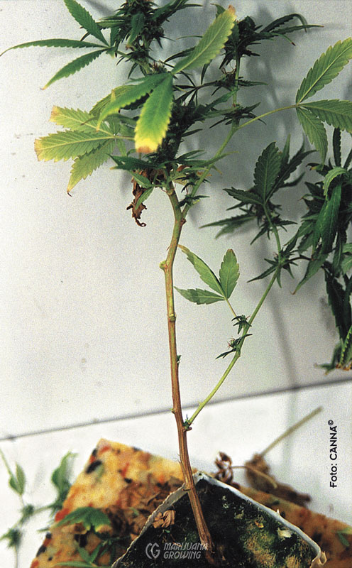 me-ch-24-fusarium-houtest-496x800-1