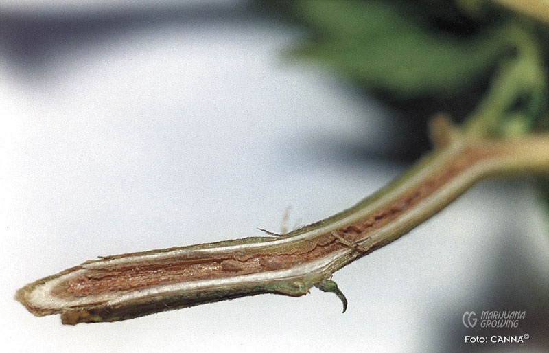 me-ch-24-fusarium-merg-800x514-1