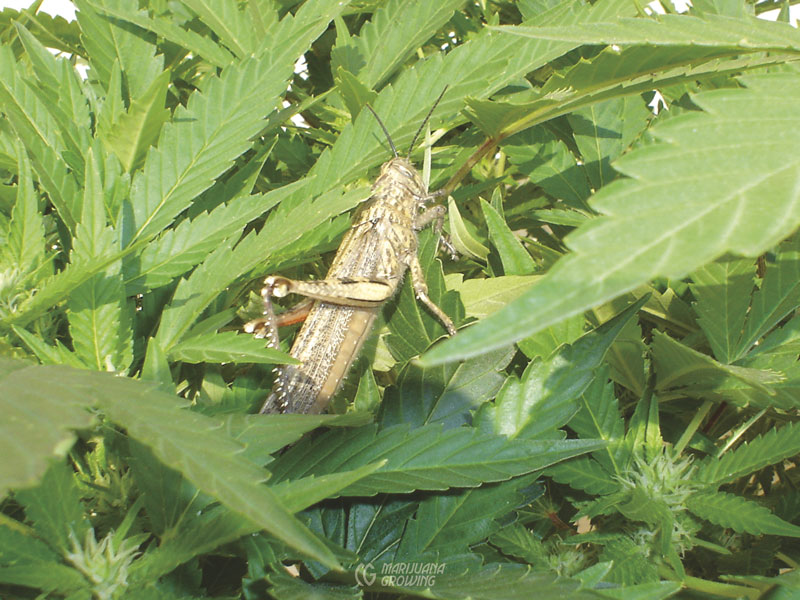me-ch-24-grasshopper-541-800x600-1