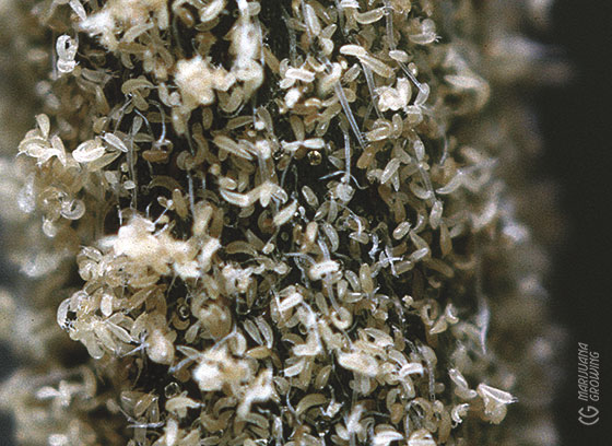 me-ch-24-hemp-russet-mites-01