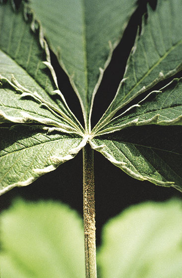 me-ch-24-hemp-russet-mites-02