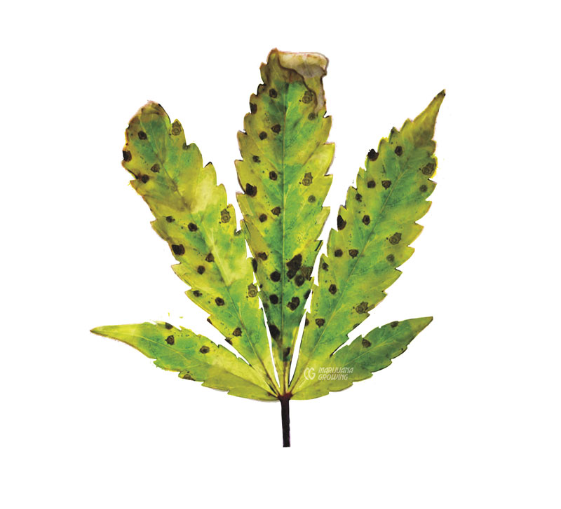 me-ch-24-leaf-spot-final-800x727-1