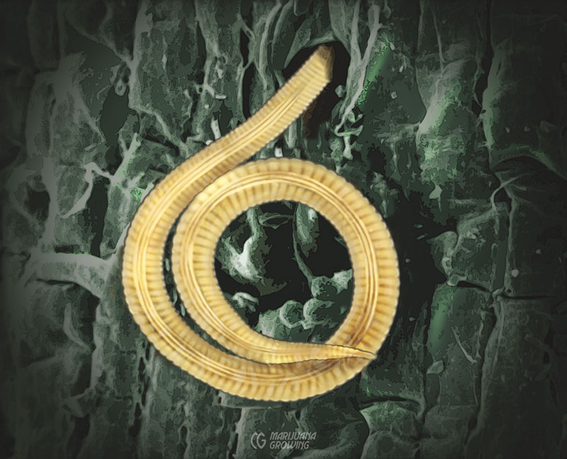 me-ch-24-nematode-800x647-1