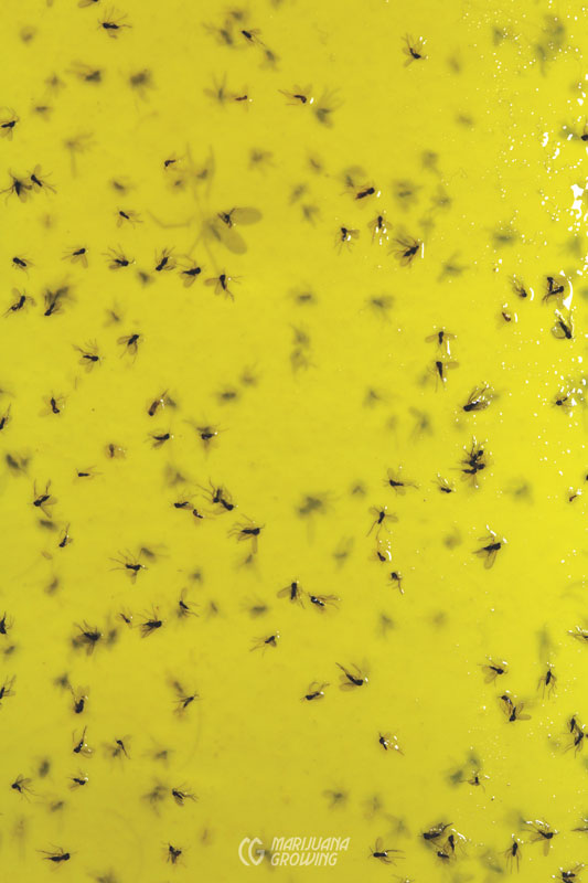 me-ch-24-pests-_mg_4136-533x800-1
