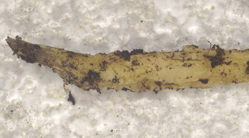 me-ch-24-root-maggot-800x442-1