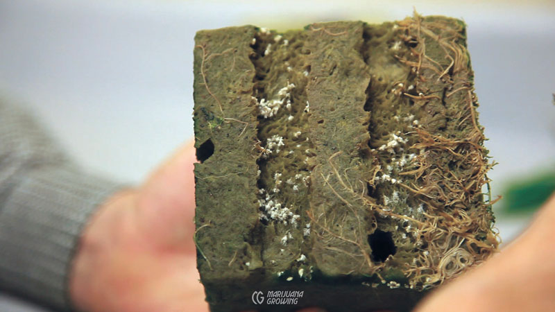 me-ch-24-roots-rotten-800x450-1