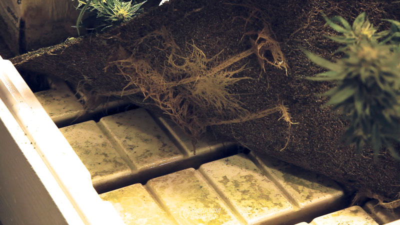 me-ch-24-rotten-roots-01-800x450-1