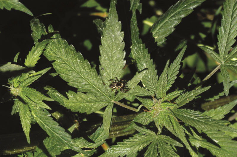 me-ch-24-spider-dsc_0081