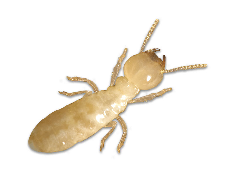 me-ch-24-termites