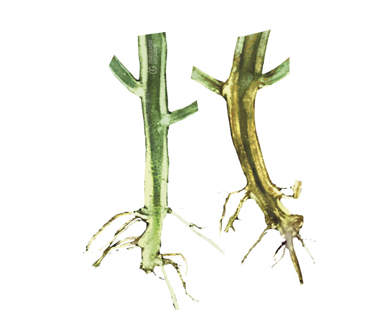 me-ch-24-verticillium-wilt-new-800x681-1