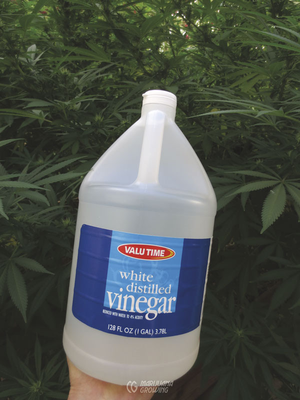 me-ch-24-vinegar-img_3479