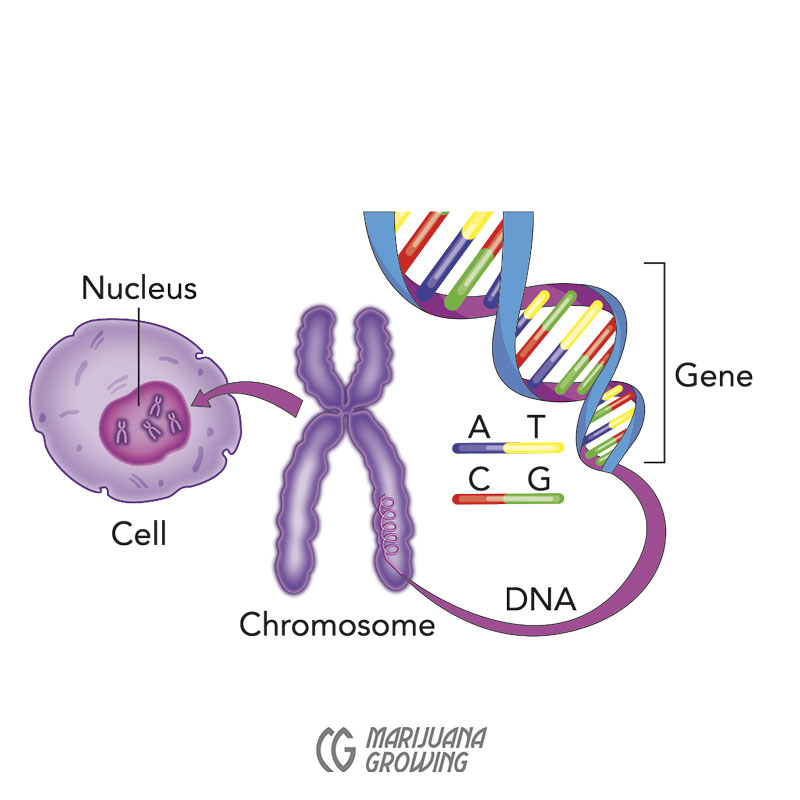me-ch-25-41_dna_separatelayers