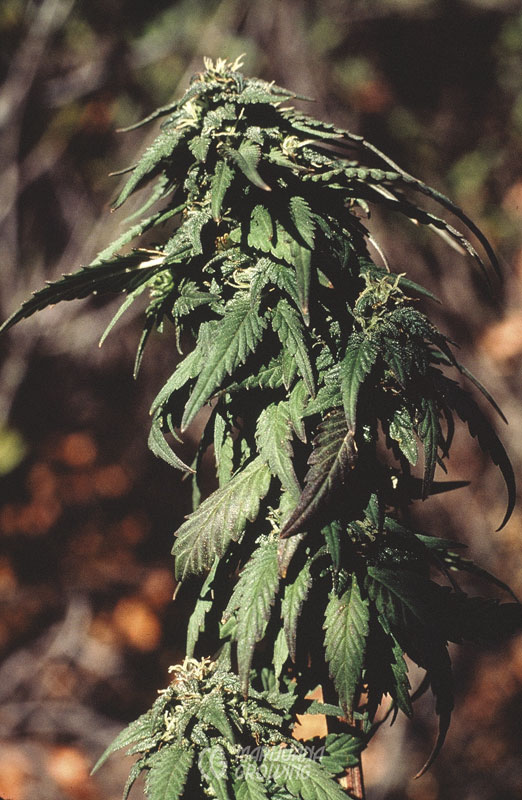 me-ch-25-jim-pheno-01