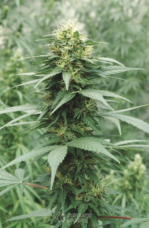 me-ch-25-jim-pheno-02