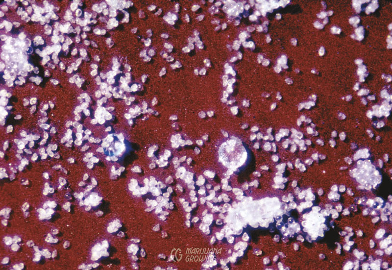 me-ch-25-jim-pollen-and-gland-heads-x40