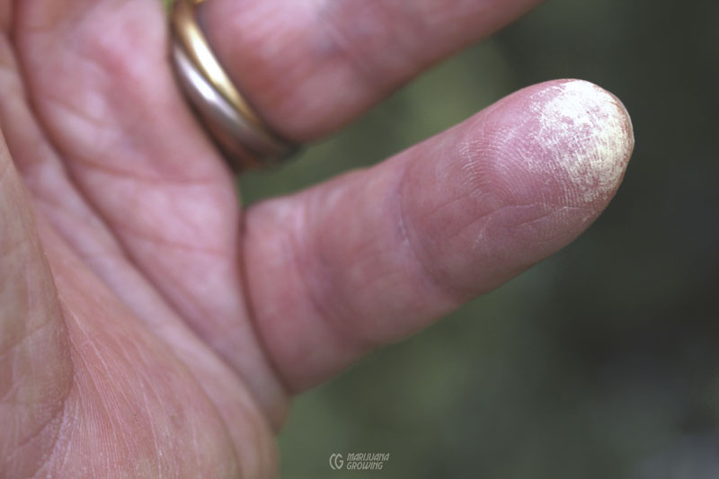 me-ch-25-jim-pollinating-with-my-finger
