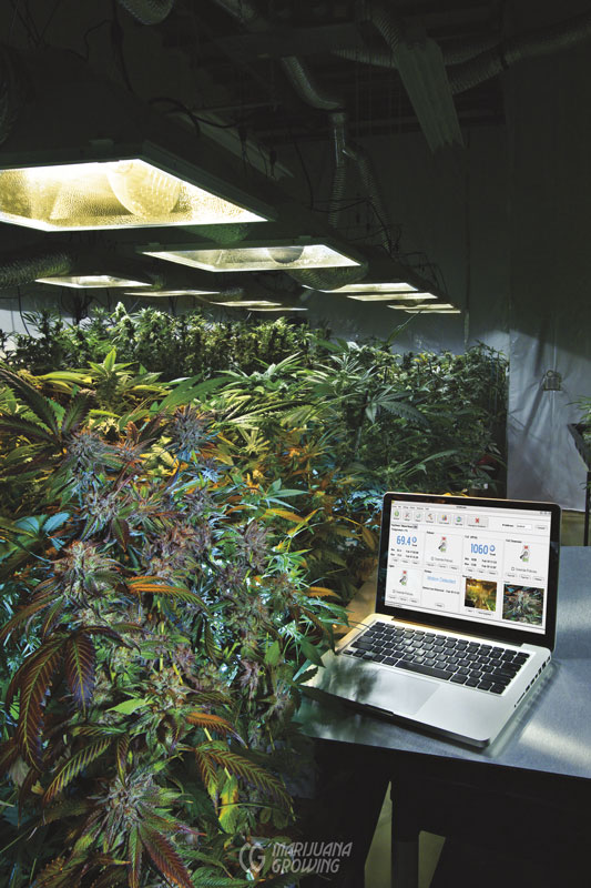 me-ch-25-lf_high_tech_4665 cannabis breeding