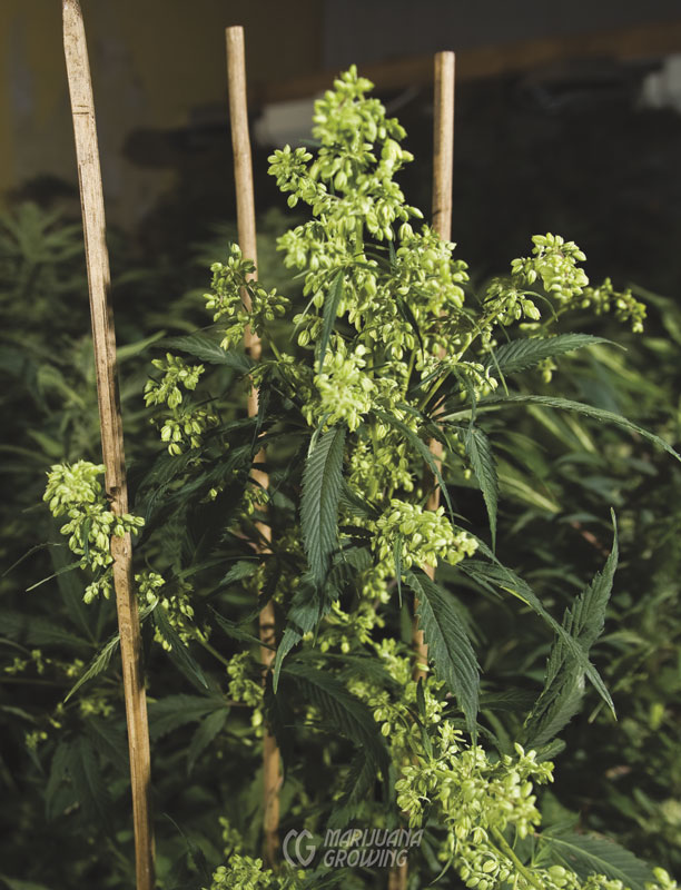 me-ch-25-lf_male_flowers