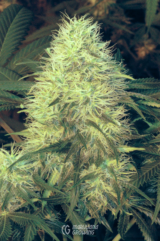 me-ch-25-locxg13xhash-p