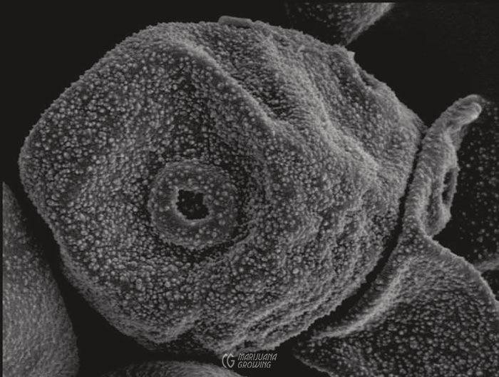 me-ch-25-pollen4000x1