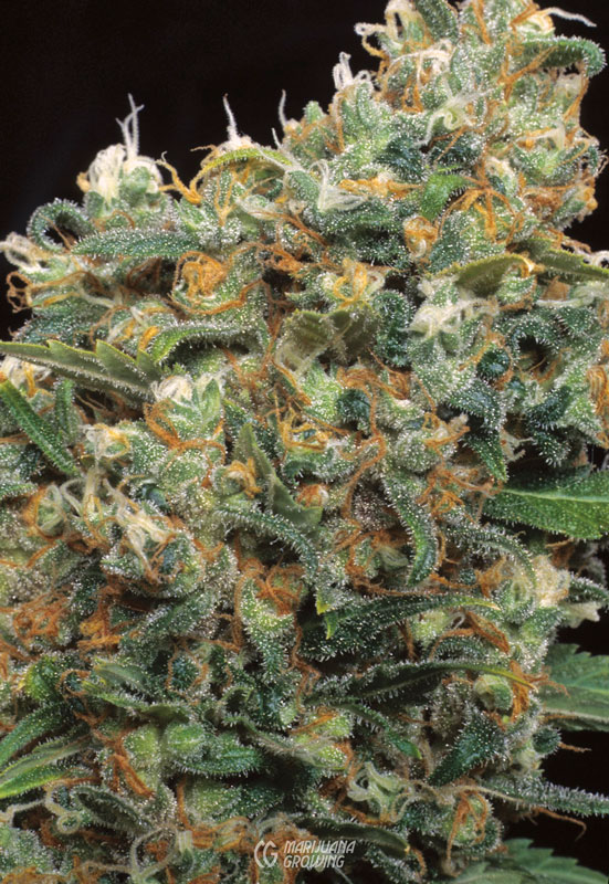 me-ch-25-skunk-1-earlpeak