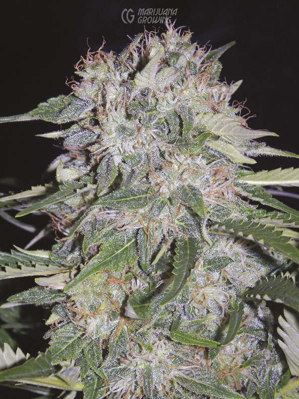 me-ch-25-sour-bubbly-542