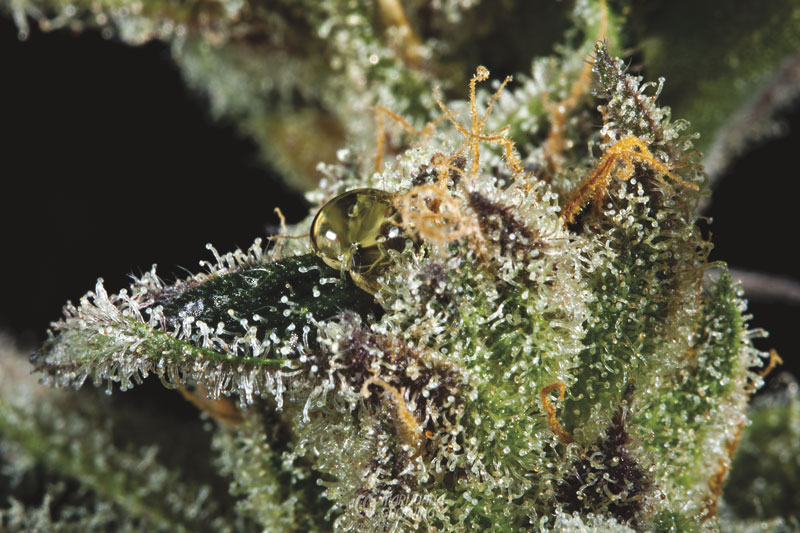 me-ch-26-lf_sour_tsunami_resin_glob
