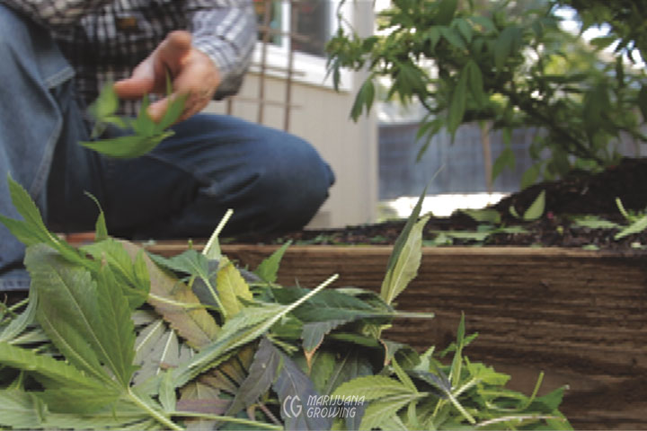 me-ch-27-harvested-leaves-03