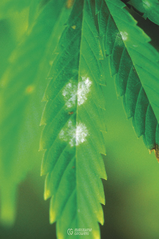 me-ch-27-powdery-mildew