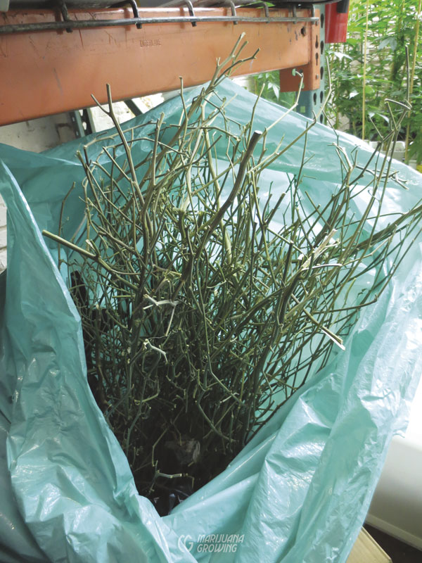 me-ch-27-stems-img_1390