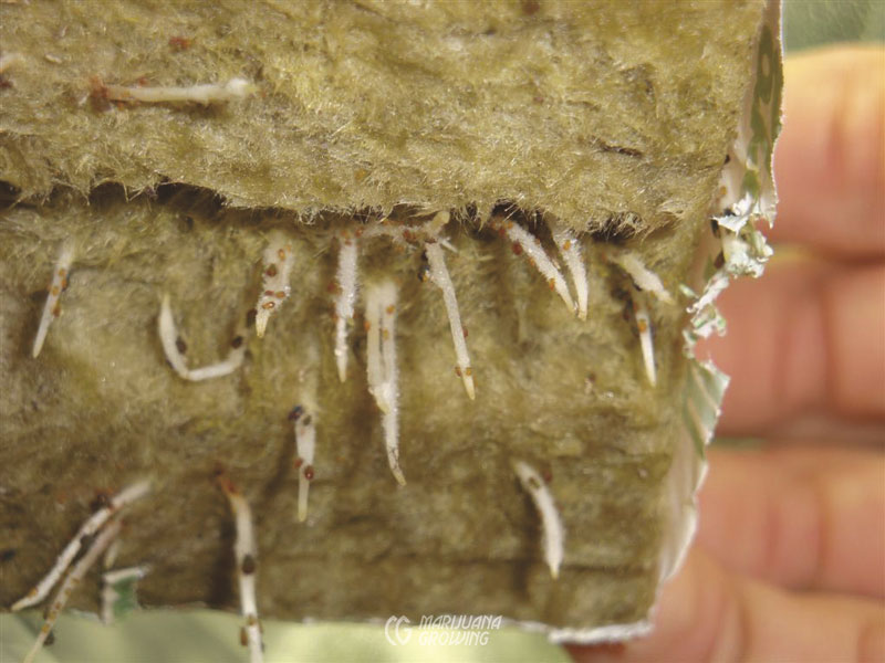 root-aphids-cannabis-800x600-1